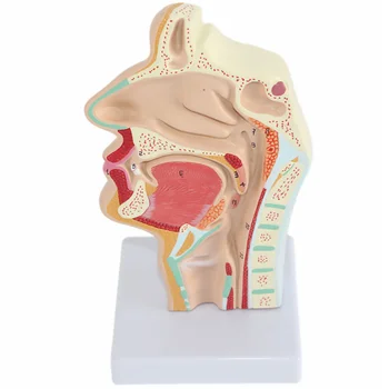 Модель Анатомии носа Анатомическая Голова Человека Горло Нос Медицинское Обучение Исследование полости рта Научная Секция полости рта Половина Глотки Мод