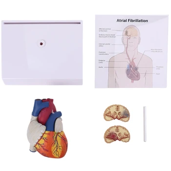 Анатомическая модель анатомии человеческого сердца в натуральную величину в разобранном виде для изучения и преподавания