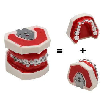 Стоматологическая практика Модель зубов с брекетами Ортодонтическая модель Dentsit Модель обучения студентов Стоматологический лабораторный инструмент