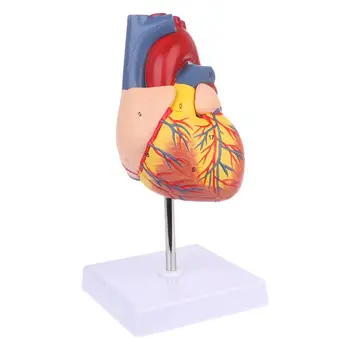 Анатомическая модель человеческого сердца в разобранном виде, медицинский учебный инструмент по анатомии
