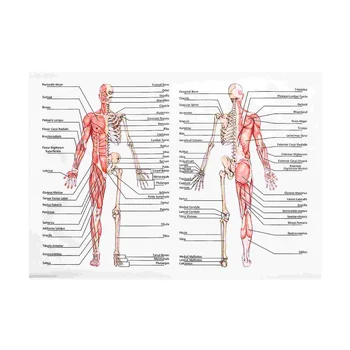 50x70 см Анатомические плакаты Настенная картина Мышечный Скелет Плакат Художественная печать на холсте Образование Больница Аптека Картины