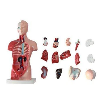 Анатомическая модель 11-дюймового человеческого туловища, скелета сердца, мозга, школьного учебного пособия
